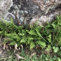 Cheilanthes austrotenuifolia (Rock Fern) at Cook, ACT - 22 May 2020 by CathB