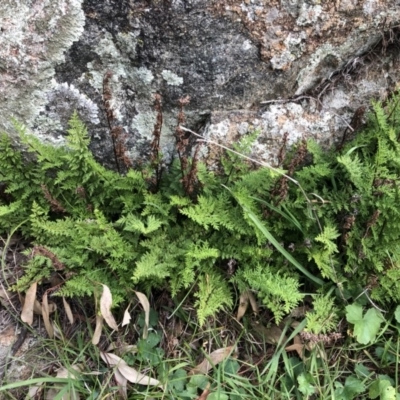 Cheilanthes austrotenuifolia (Rock Fern) at Mount Painter - 22 May 2020 by CathB