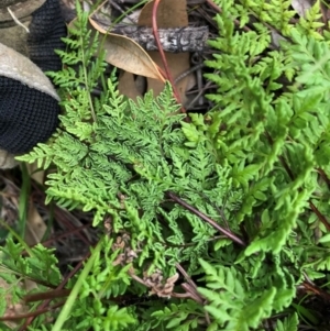 Cheilanthes austrotenuifolia at Cook, ACT - 22 May 2020