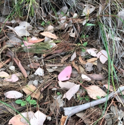 Diplodium ampliatum (Large Autumn Greenhood) at Cook, ACT - 20 May 2020 by CathB