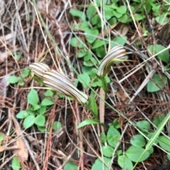 Diplodium truncatum (Little Dumpies, Brittle Greenhood) at Cook, ACT - 20 May 2020 by CathB