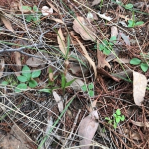 Diplodium truncatum at Cook, ACT - suppressed