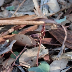 Acianthus collinus at Dunlop, ACT - suppressed