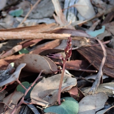 Acianthus collinus (Inland Mosquito Orchid) at Aranda Bushland - 24 May 2020 by CathB