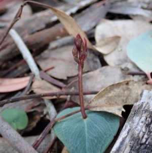 Acianthus collinus at Dunlop, ACT - 24 May 2020