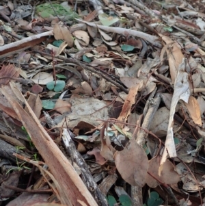 Acianthus collinus at Dunlop, ACT - 24 May 2020