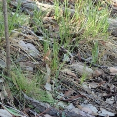 Bunochilus umbrinus (Broad-sepaled Leafy Greenhood) at Aranda Bushland - 24 May 2020 by CathB