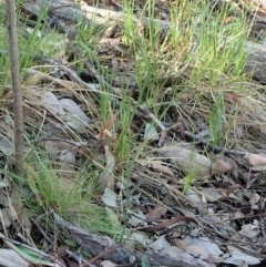 Bunochilus umbrinus (Broad-sepaled Leafy Greenhood) at Dunlop, ACT - 24 May 2020 by CathB