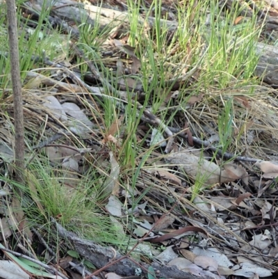 Bunochilus umbrinus (ACT) = Pterostylis umbrina (NSW) (Broad-sepaled Leafy Greenhood) by CathB