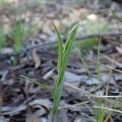 Bunochilus umbrinus (ACT) = Pterostylis umbrina (NSW) at suppressed - suppressed