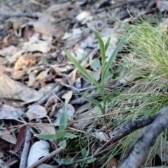 Bunochilus umbrinus (ACT) = Pterostylis umbrina (NSW) at suppressed - suppressed