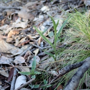 Bunochilus umbrinus (ACT) = Pterostylis umbrina (NSW) at suppressed - suppressed