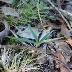 Bunochilus umbrinus (ACT) = Pterostylis umbrina (NSW) at suppressed - suppressed