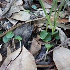 Corysanthes incurva (Slaty Helmet Orchid) at Aranda Bushland - 24 May 2020 by CathB