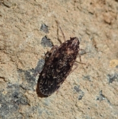 Plectoderini (tribe) (Planthopper) at Dunlop, ACT - 18 May 2020 by CathB