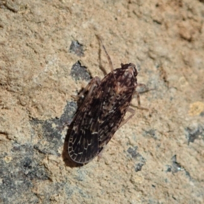 Plectoderini (tribe) (Planthopper) at Dunlop, ACT - 18 May 2020 by CathB