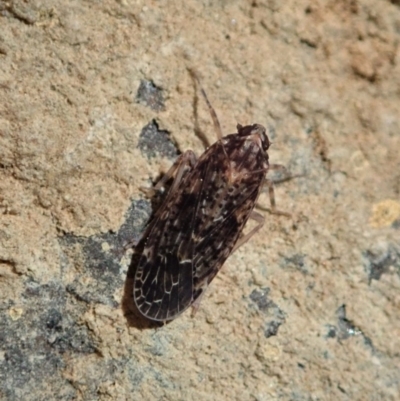 Dipsiathus pallidifrons (Achilid planthopper) at Dunlop, ACT - 18 May 2020 by CathB