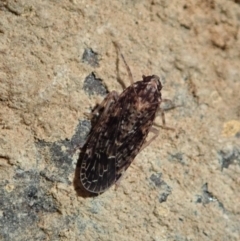 Dipsiathus pallidifrons (Achilid planthopper) at Dunlop, ACT - 18 May 2020 by CathB