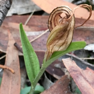 Diplodium truncatum at Lower Boro, NSW - suppressed