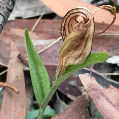 Diplodium truncatum (Little Dumpies, Brittle Greenhood) at Lower Boro, NSW - 25 May 2020 by mcleana