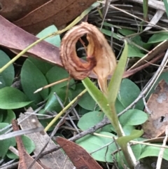 Diplodium truncatum at Lower Boro, NSW - suppressed