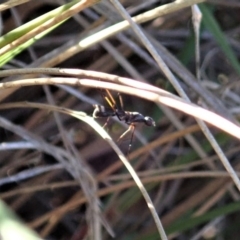 Metopochetus sp. (genus) (Unidentified Metopochetus stilt fly) at Mount Painter - 17 May 2020 by CathB