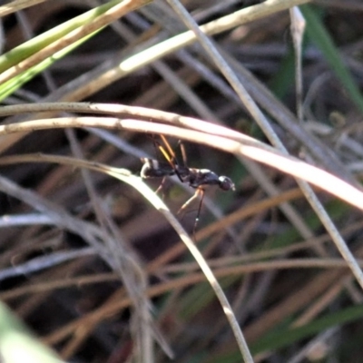 Metopochetus sp. (genus) (Unidentified Metopochetus stilt fly) at Mount Painter - 17 May 2020 by CathB