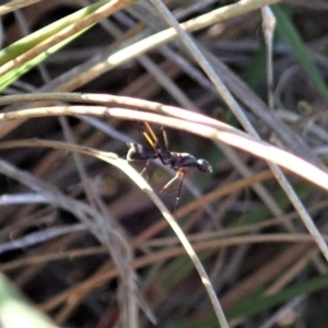 Metopochetus sp. (genus) at Cook, ACT - 17 May 2020