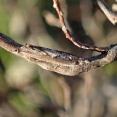 Strepsicrates macropetana (Eucalyptus Leafroller) at Mount Painter - 17 May 2020 by CathB