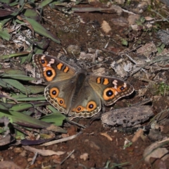 Junonia villida (Meadow Argus) at Ainslie, ACT - 24 May 2020 by jb2602