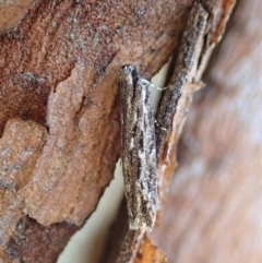 Ardozyga undescribed species nr amblopis (A Gelechioid moth) at Mount Painter - 17 May 2020 by CathB