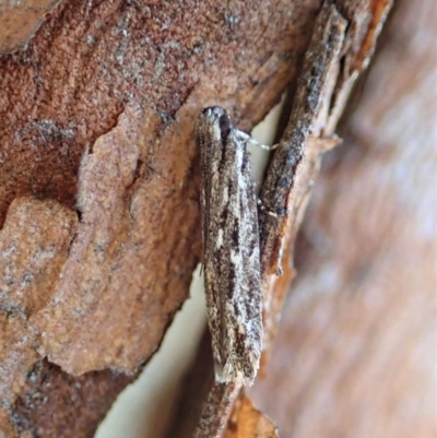 Ardozyga undescribed species nr amblopis (A Gelechioid moth) at Cook, ACT - 17 May 2020 by CathB