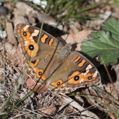 Junonia villida (Meadow Argus) at Hackett, ACT - 24 May 2020 by jb2602