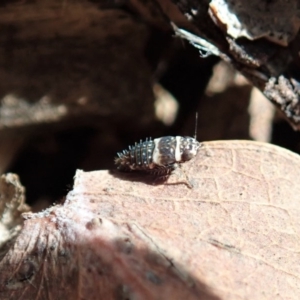 Cicadellidae (family) at Cook, ACT - 12 May 2020