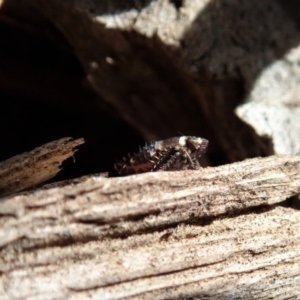 Cicadellidae (family) at Cook, ACT - 12 May 2020