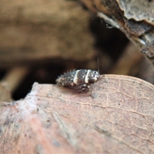 Cicadellidae (family) at Cook, ACT - 12 May 2020