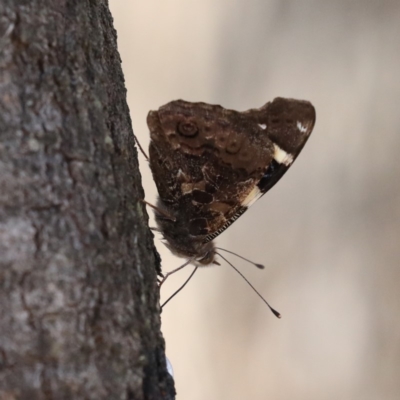 Vanessa itea (Yellow Admiral) at Hackett, ACT - 24 May 2020 by jb2602