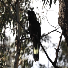 Zanda funerea (Yellow-tailed Black-Cockatoo) at Ainslie, ACT - 24 May 2020 by jb2602