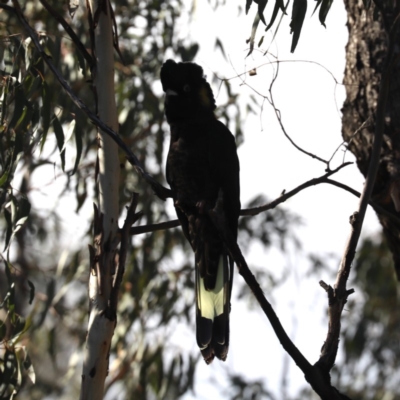 Zanda funerea (Yellow-tailed Black-Cockatoo) at Mount Ainslie - 24 May 2020 by jb2602