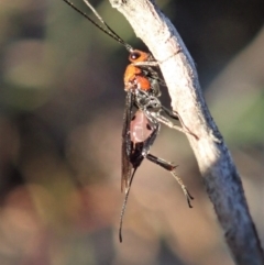 Braconidae (family) (Unidentified braconid wasp) at Mount Painter - 17 May 2020 by CathB