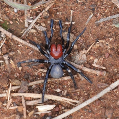 Missulena occatoria (Red-headed Mouse Spider) at Mount Majura - 24 May 2020 by jb2602