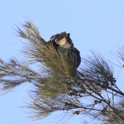 Zanda funerea (Yellow-tailed Black-Cockatoo) at Giralang, ACT - 24 May 2020 by Alison Milton