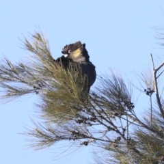 Zanda funerea at Giralang, ACT - 25 May 2020