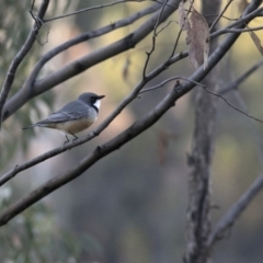 Pachycephala rufiventris (Rufous Whistler) at Coree, ACT - 14 Apr 2020 by JudithRoach
