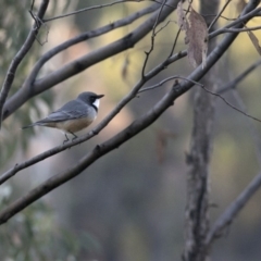 Pachycephala rufiventris (Rufous Whistler) at Lower Cotter Catchment - 13 Apr 2020 by Judith Roach