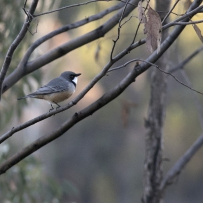 Pachycephala rufiventris (Rufous Whistler) at Coree, ACT - 14 Apr 2020 by JudithRoach