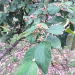 Cotoneaster glaucophyllus (Cotoneaster) at Majura, ACT - 24 May 2020 by WalterEgo