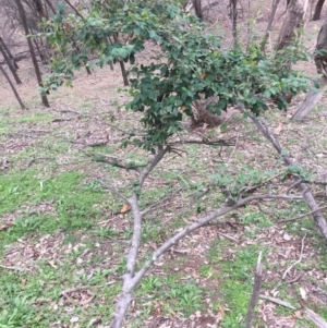 Cotoneaster glaucophyllus at Majura, ACT - 25 May 2020