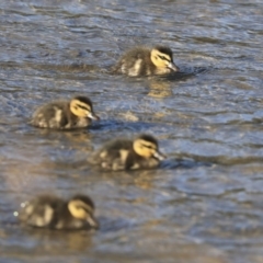 Anas superciliosa (Pacific Black Duck) at Giralang Wetlands - 24 May 2020 by AlisonMilton