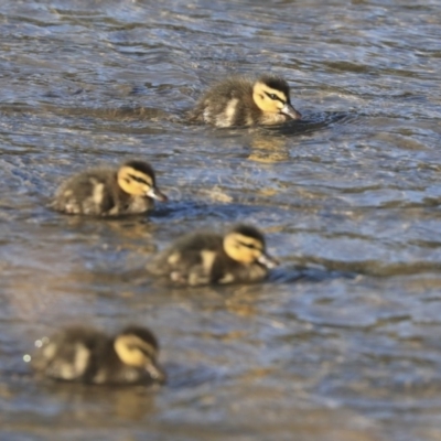 Anas superciliosa (Pacific Black Duck) at Giralang Wetlands - 24 May 2020 by AlisonMilton